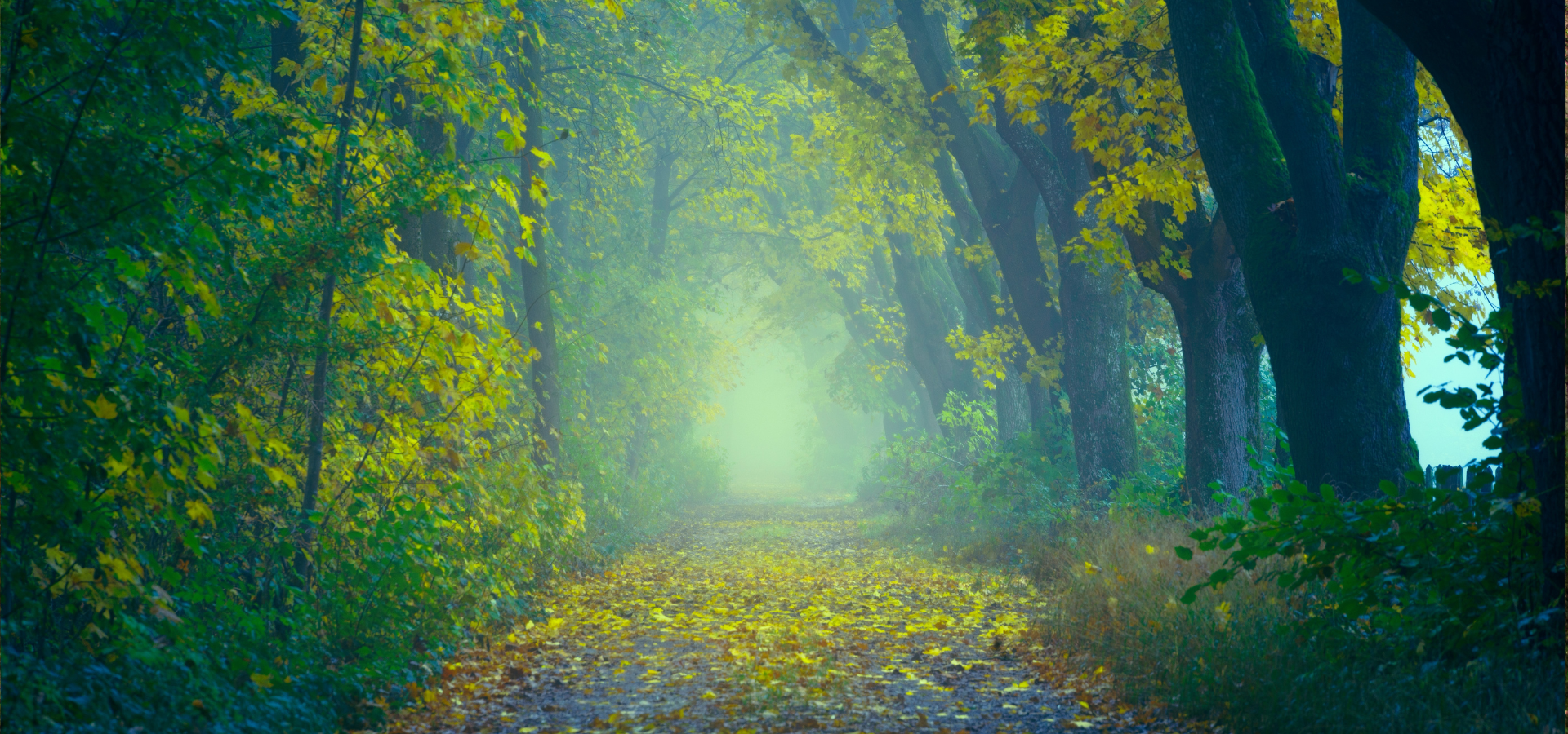 mindfulpath